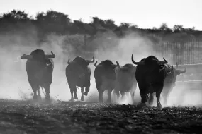 Charging Bulls